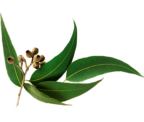 Eucalyptus oil in Motion Energy cream