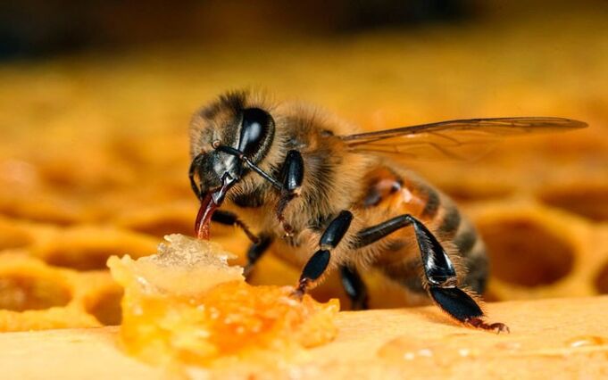 Honey bees treat osteochondrosis